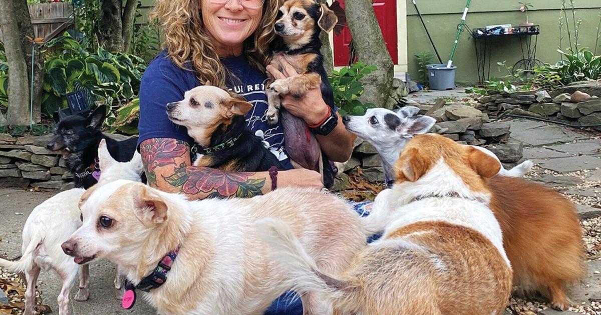 Dog Tails Rescue Happy Tails Rescue Retirement Home an oasis for senior dogs | Pets ...