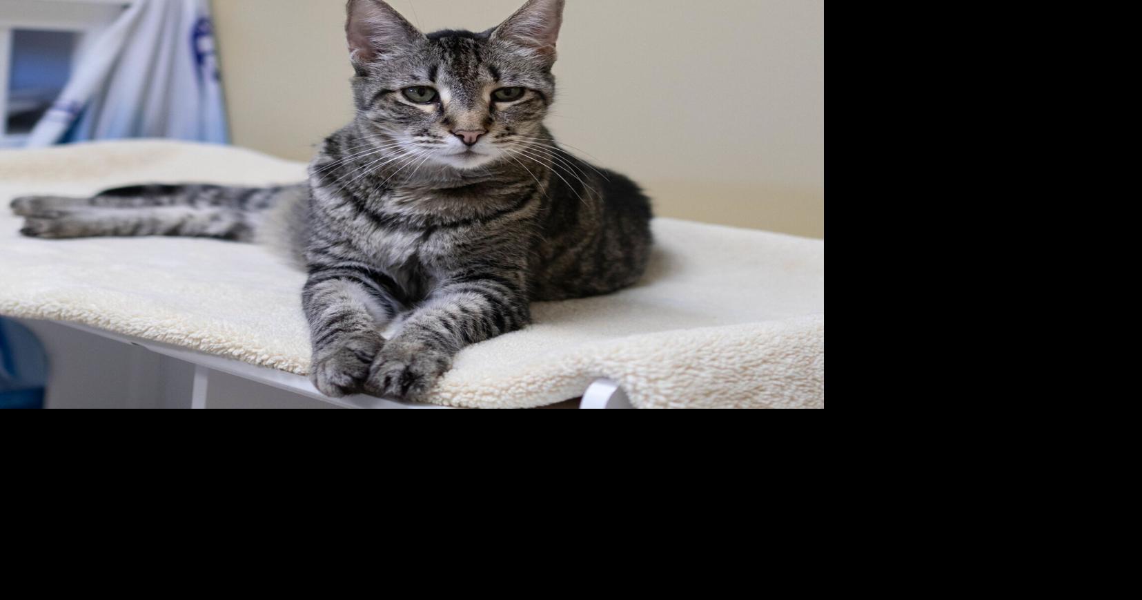 Tabby's Place selects Leo and Portia as Cats of the Month