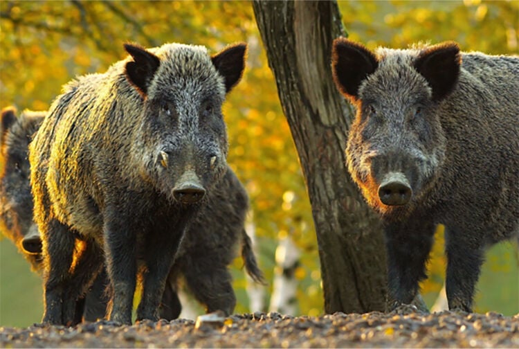 Wild animals, plants, and wine