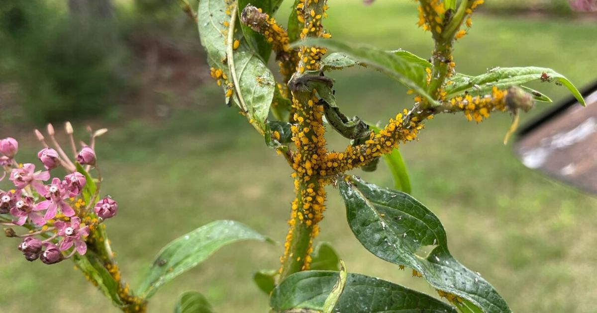 aphids on tobacco plants Tobacco Insect Scouting Report, July