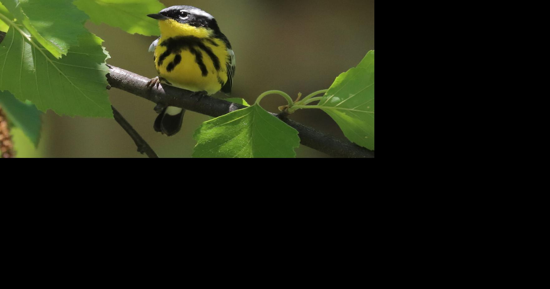 Wildlife and landscape photographer to take part in local shows Thursday, September 17, 2026 4:00 am Thursday, September 17, 2026 4:00 am