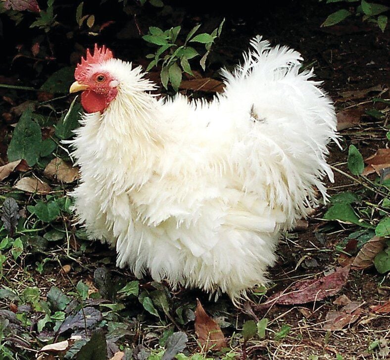 Art of Preservation honors late printmaker Joanne Isaac | News