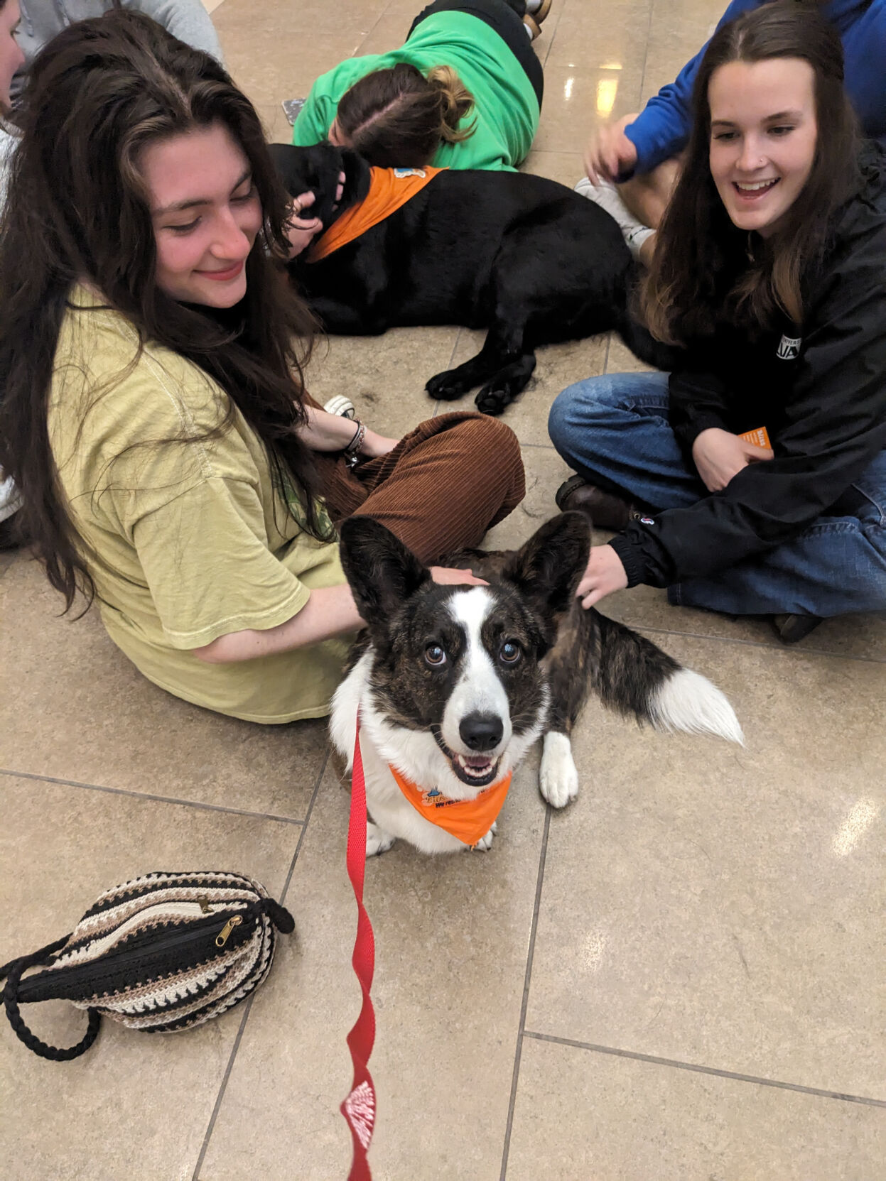 Roxy Therapy Dogs receives grant from VIA | Pets | buckscountyherald.com