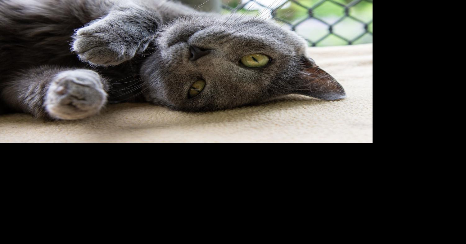 Tabby's Place selects June Cat of the Month | Pets | buckscountyherald.com
