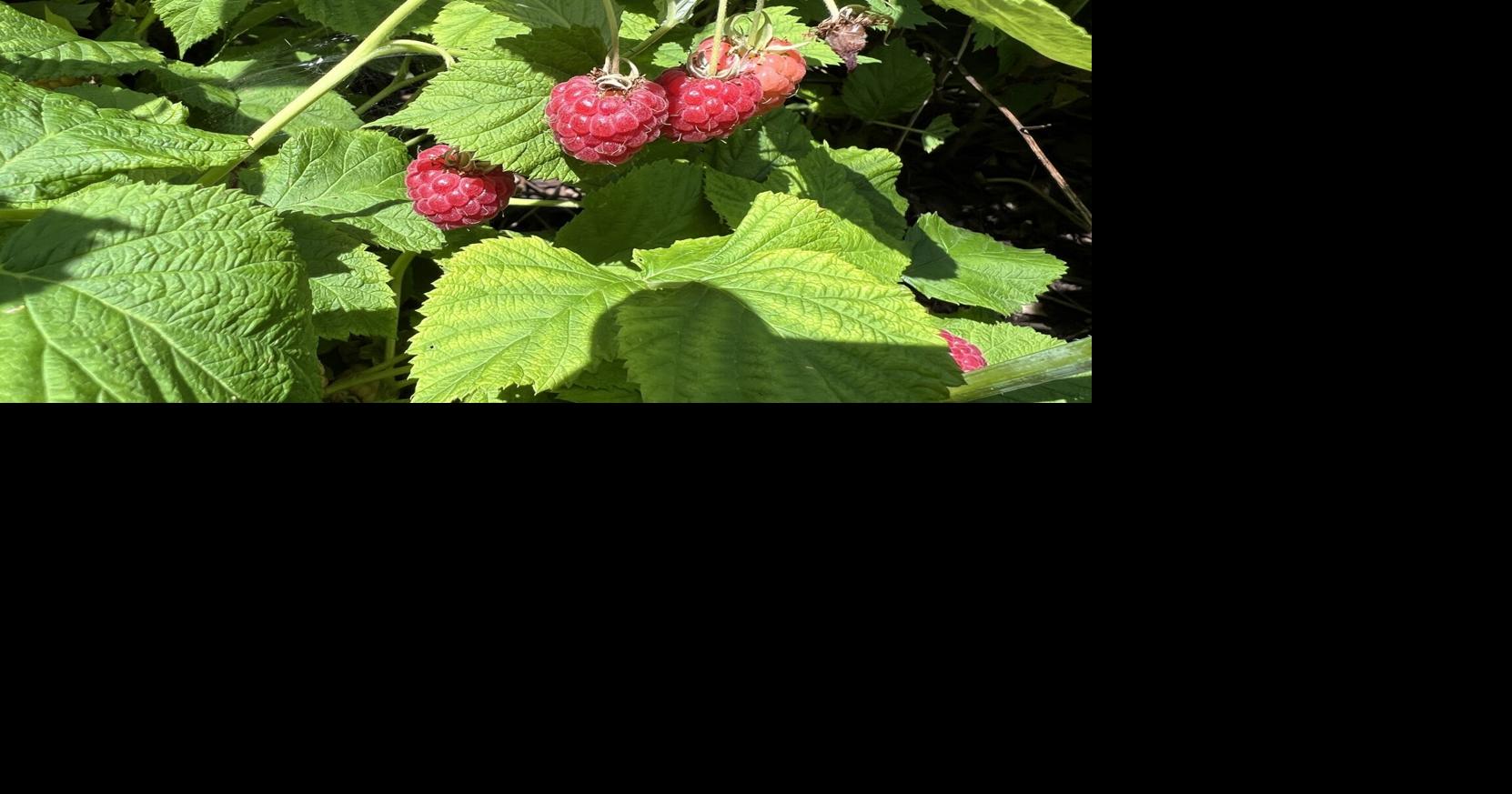 Prune raspberries for an abundant harvest | Home & Garden ...
