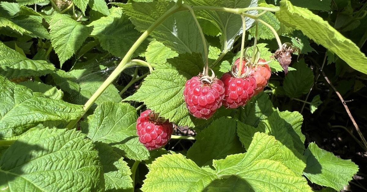 Prune raspberries for an abundant harvest | Home & Garden ...