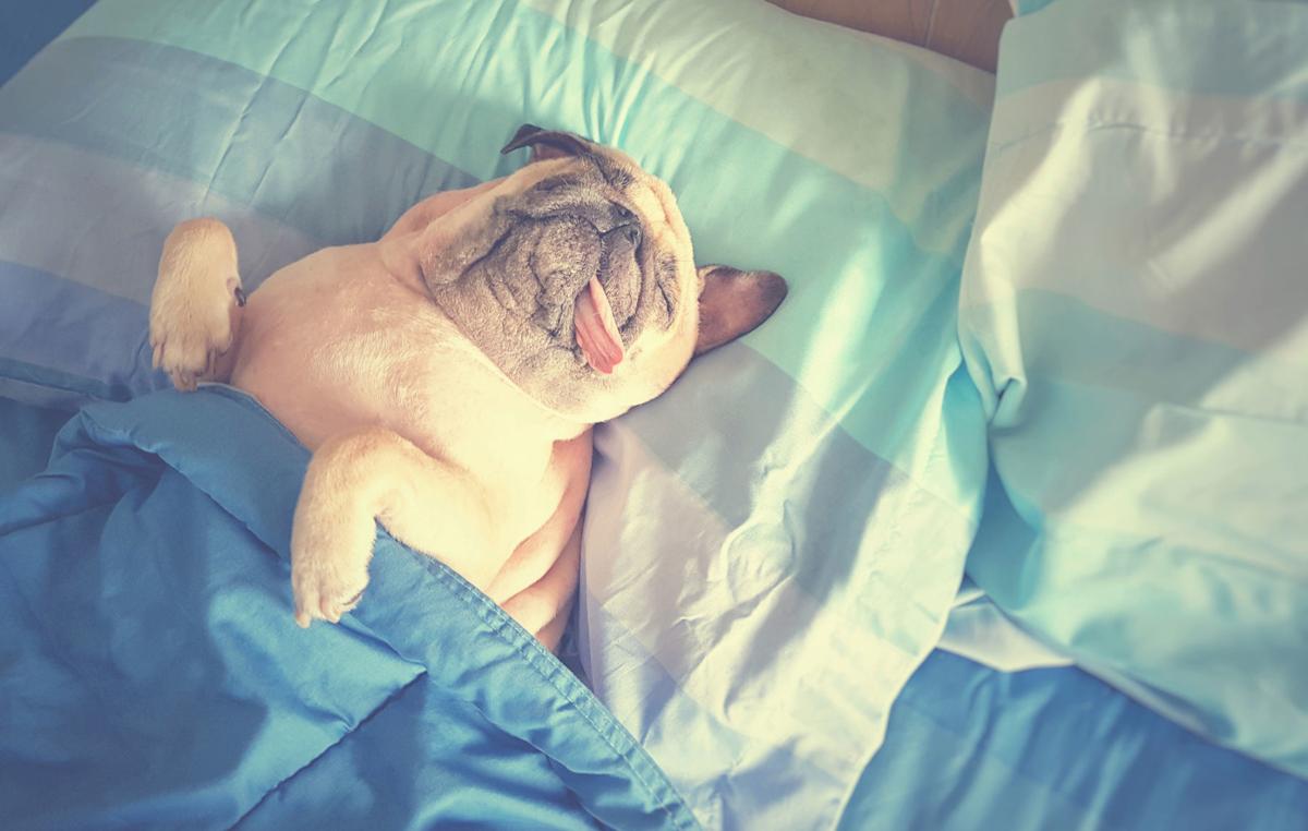 Sleepy-dog