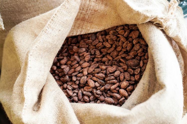 Making chocolate with Dark Forest