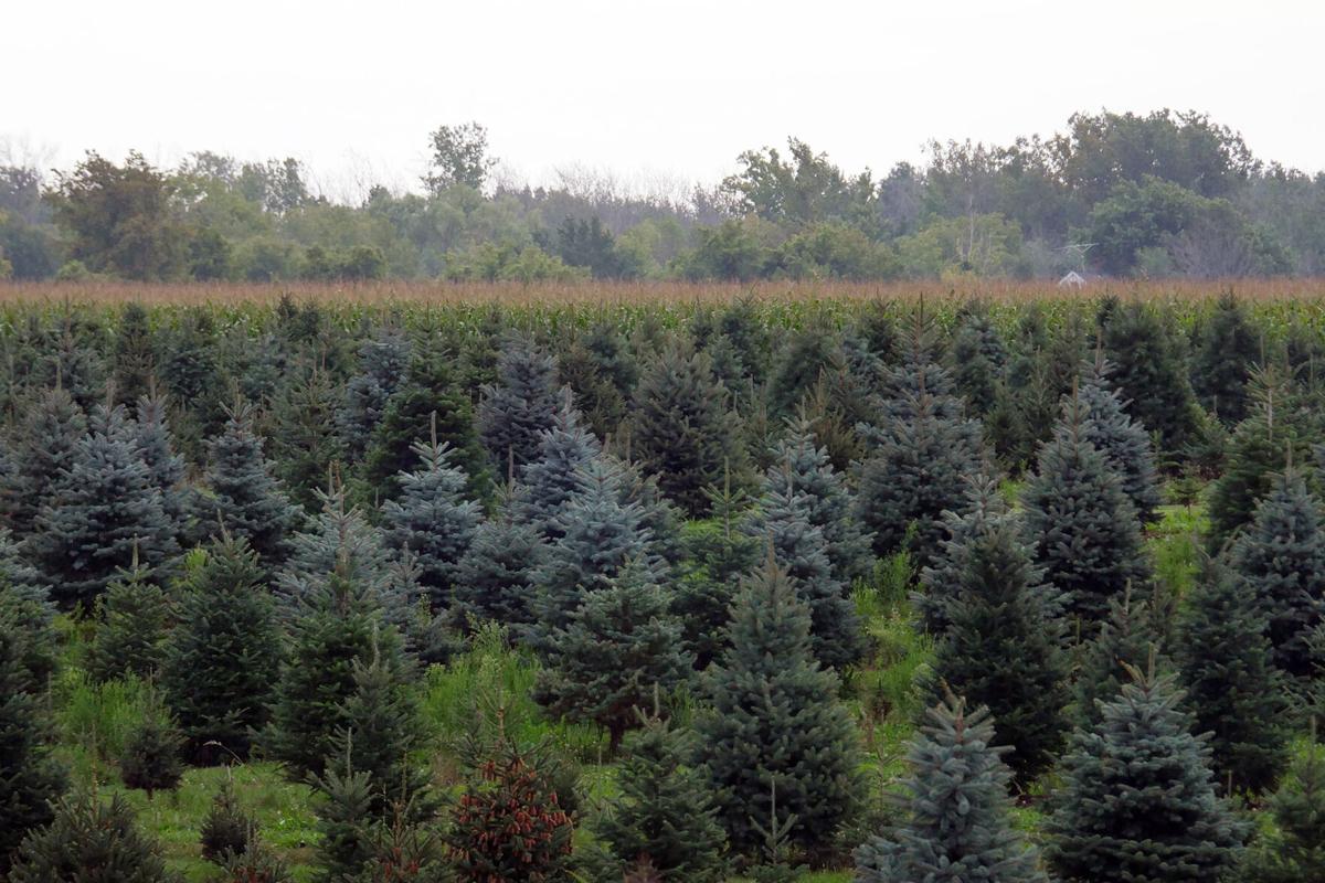 Crossen_Trees.jpg