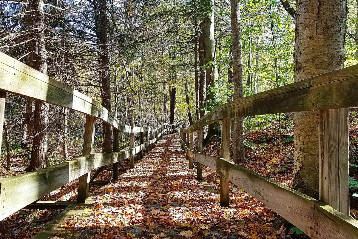Jenny-Glen-Boardwalk.jpg