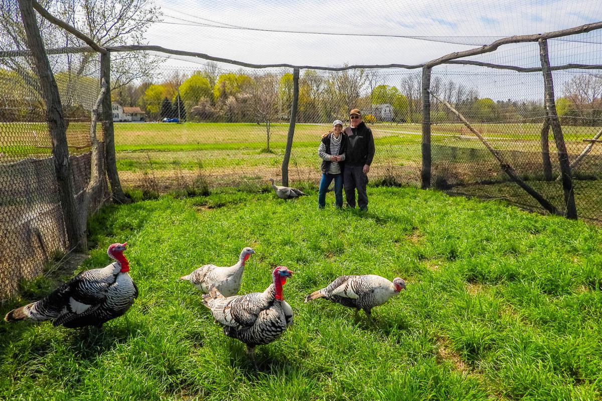 Heritage-turkeys-Brenda-and-David-Bank.jpg