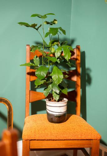 plant-4.jpg