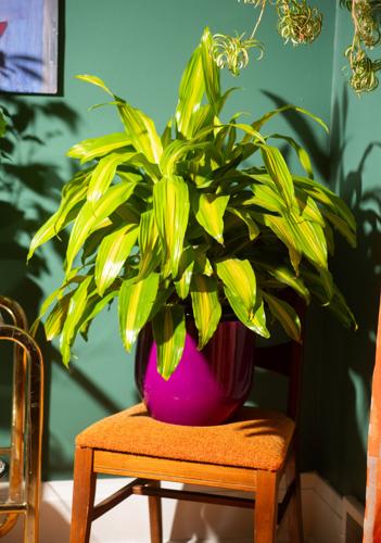 plant-2.jpg