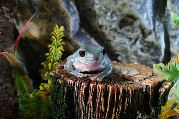 frog - Copy.jpg