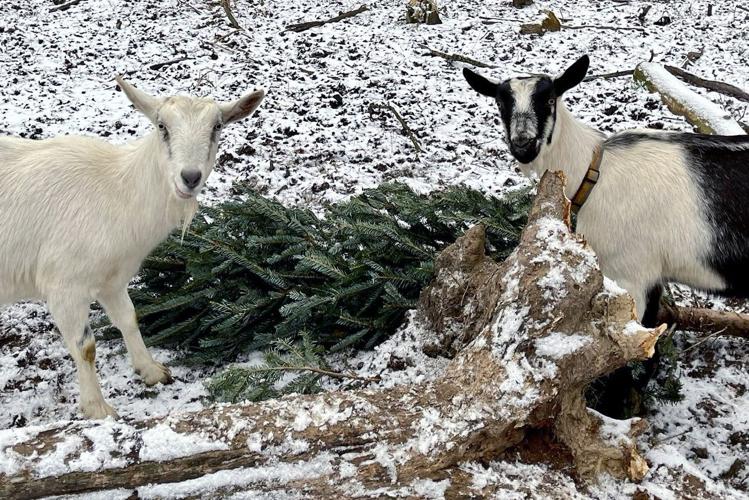 Lets-goat-buffalo-xmas-tree2.jpg