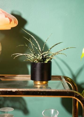 plant-5.jpg