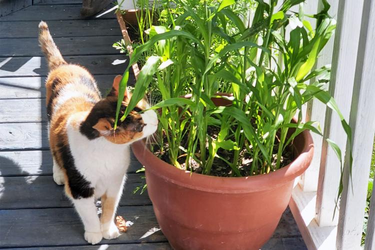 Homestead_cat.jpg