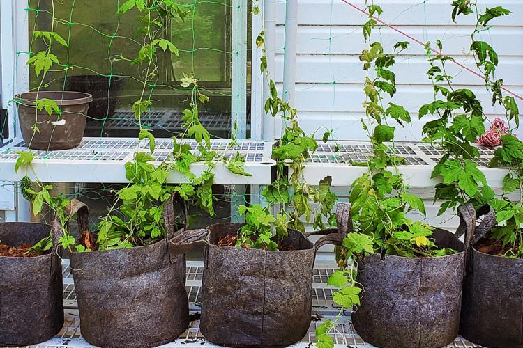 Homestead_GrowBags.jpg
