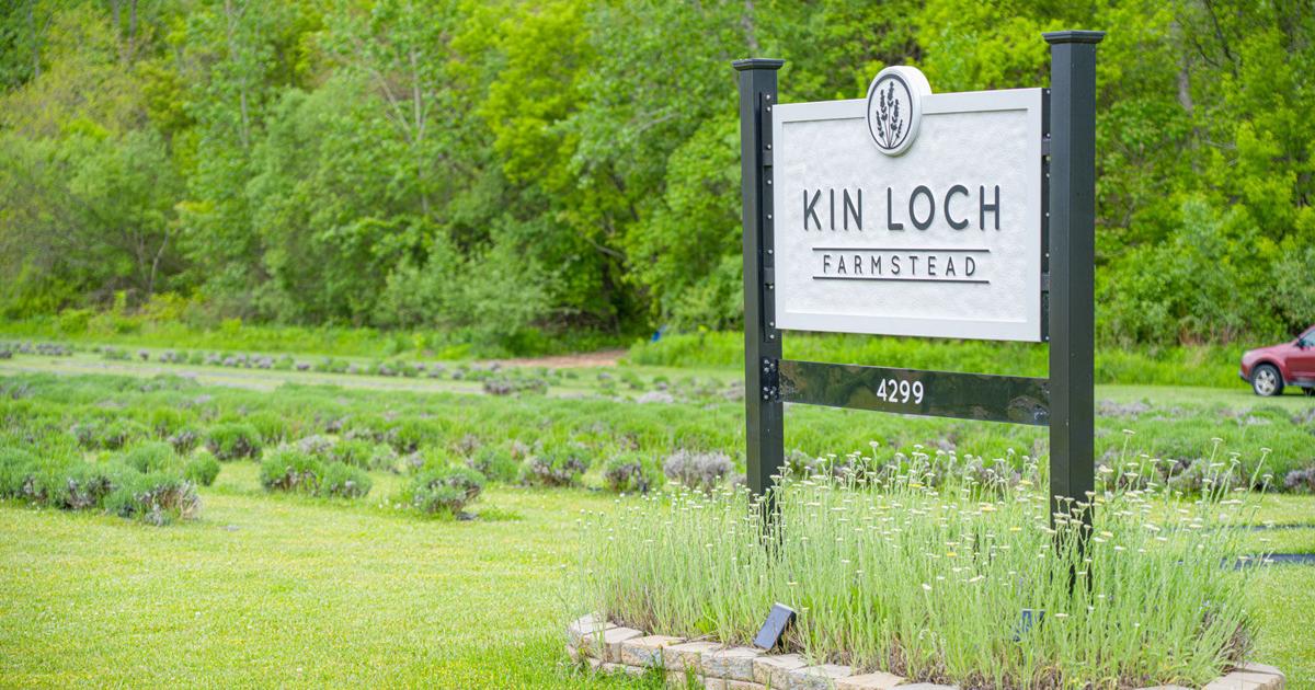 Kin Loch Farmstead's lavender haze