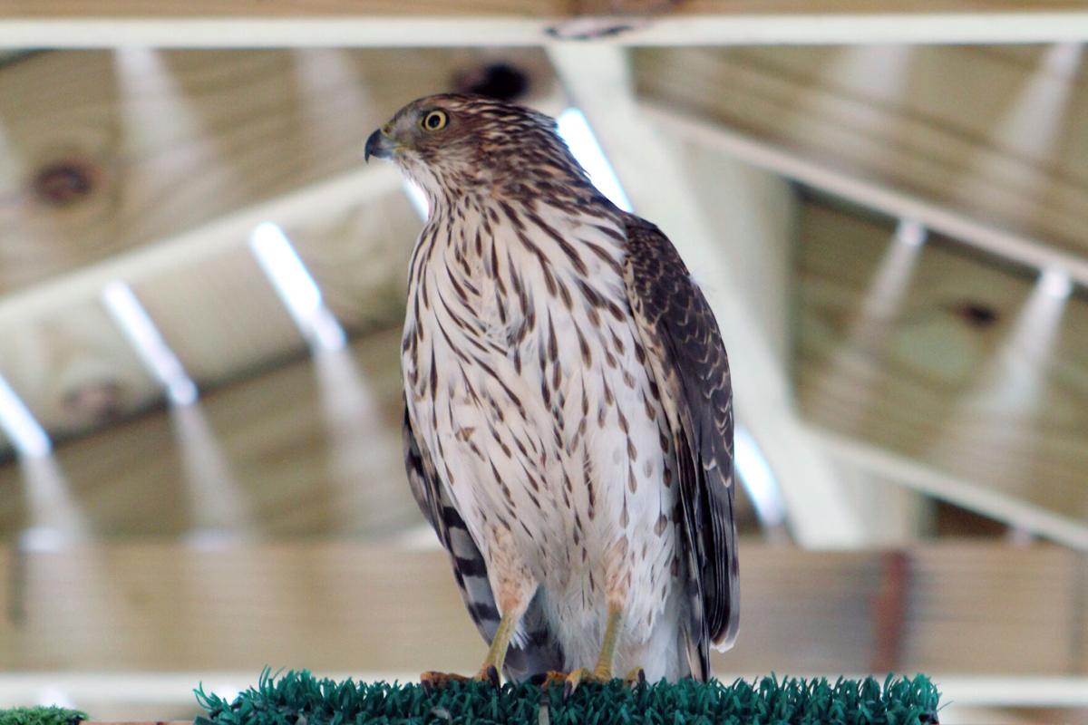 WNYRaptor-bird.jpg