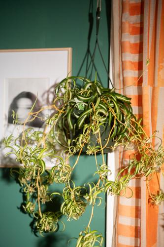 plant-3.jpg