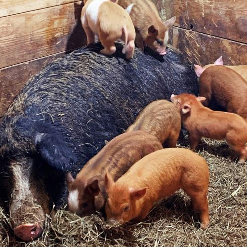 Homestead_pigs.jpg