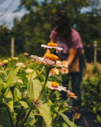 flower-5.jpg