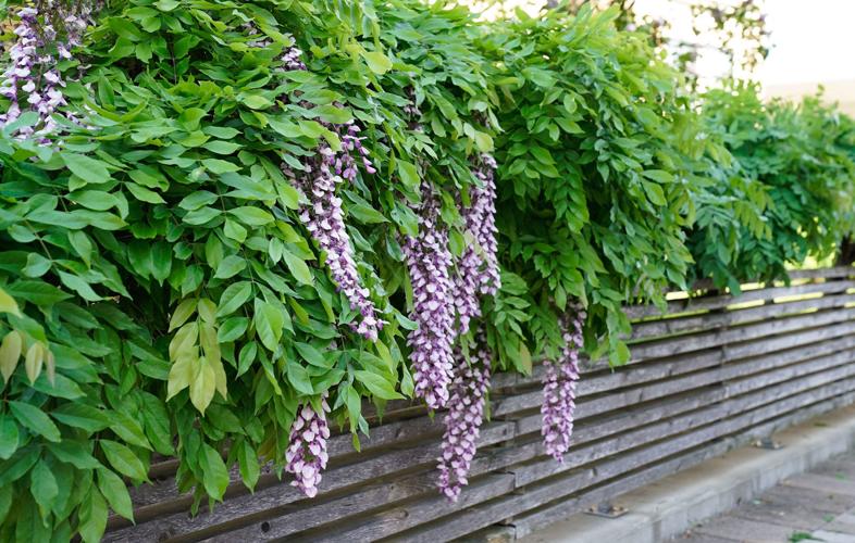 Buffalo-Magazine-Dave-Jarosz-Martin-House-Purple-Plant