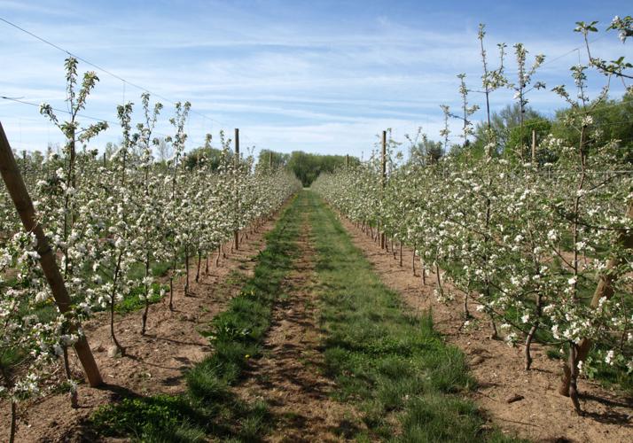 blossomorchard