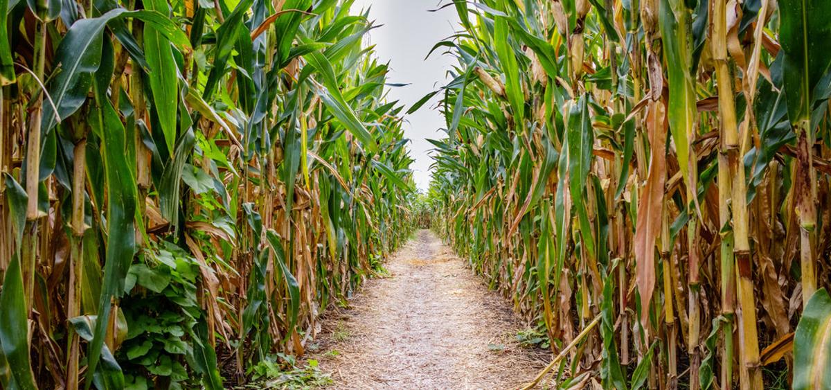 navigating wny corn mazes_website_buffalomagazine