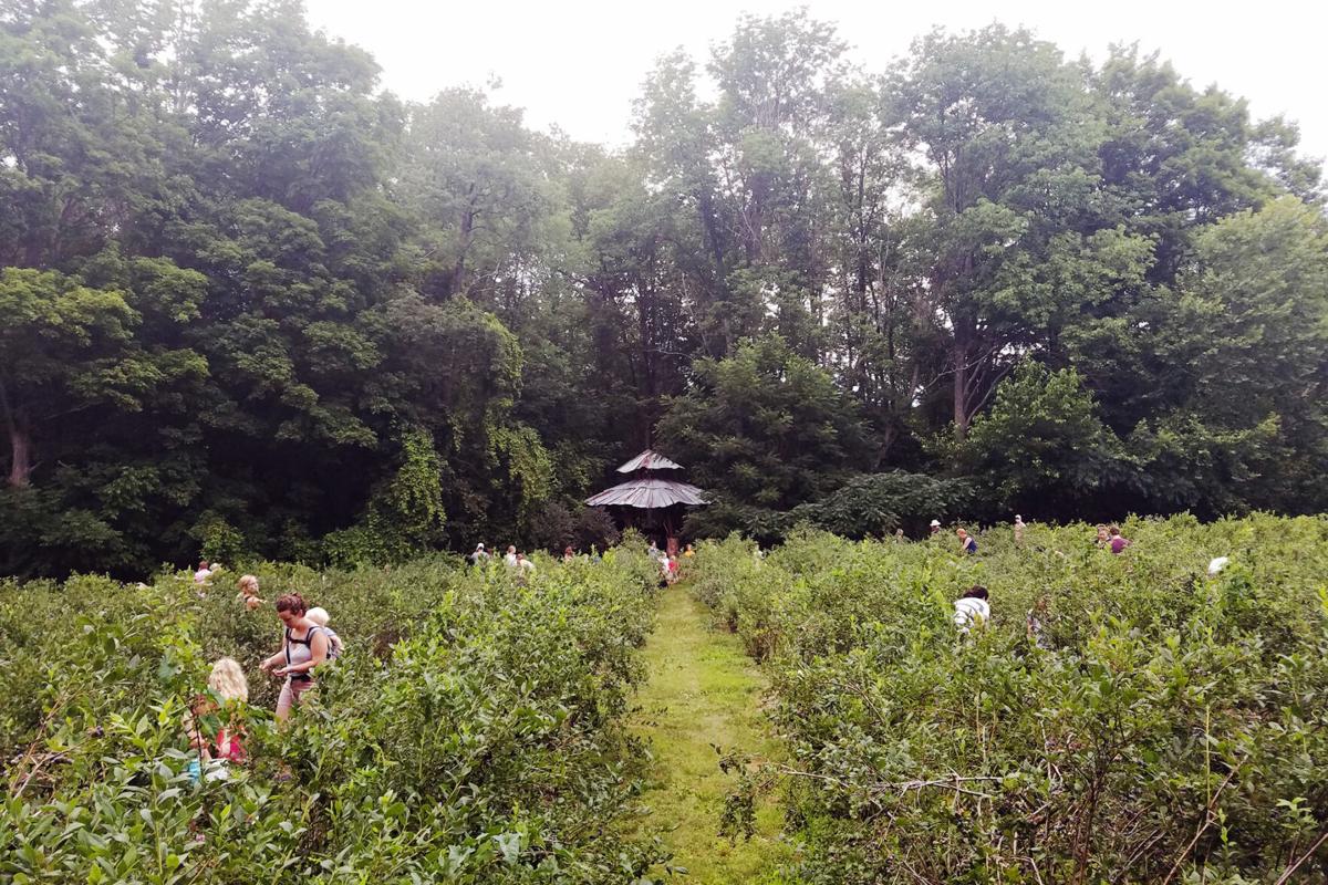 Blueberry-Treehouse-Farm.jpg