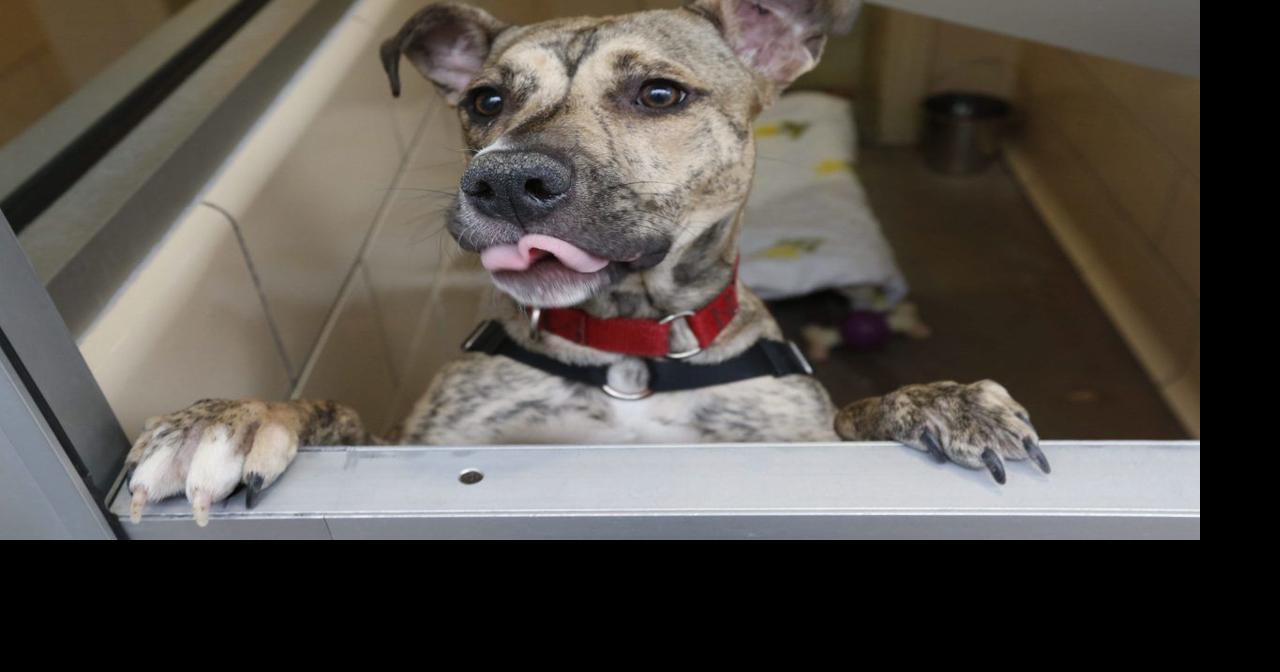 Former SPCA shelter in Tonawanda to luxury pet hotel