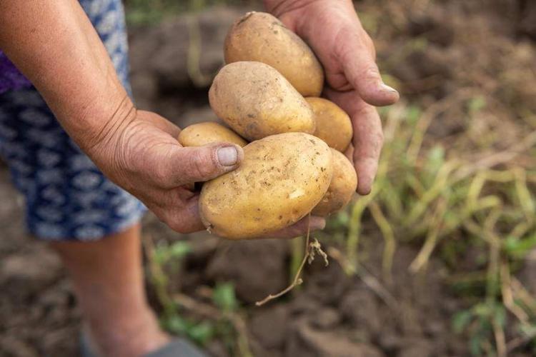 Potatoes may have shaped genetic makeup of Indigenous Andeans