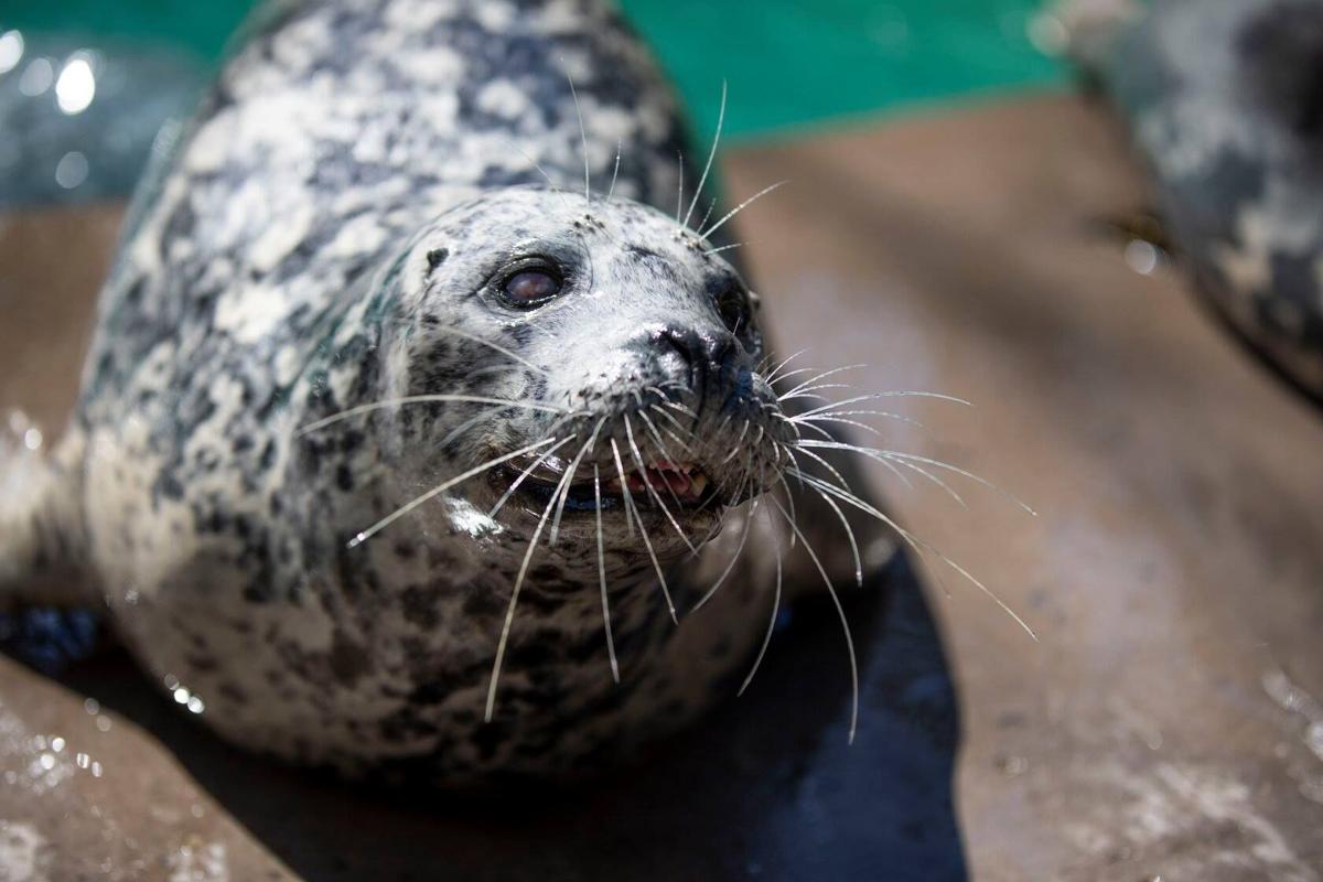 Sandy the seal at the Aquarium of Niagara