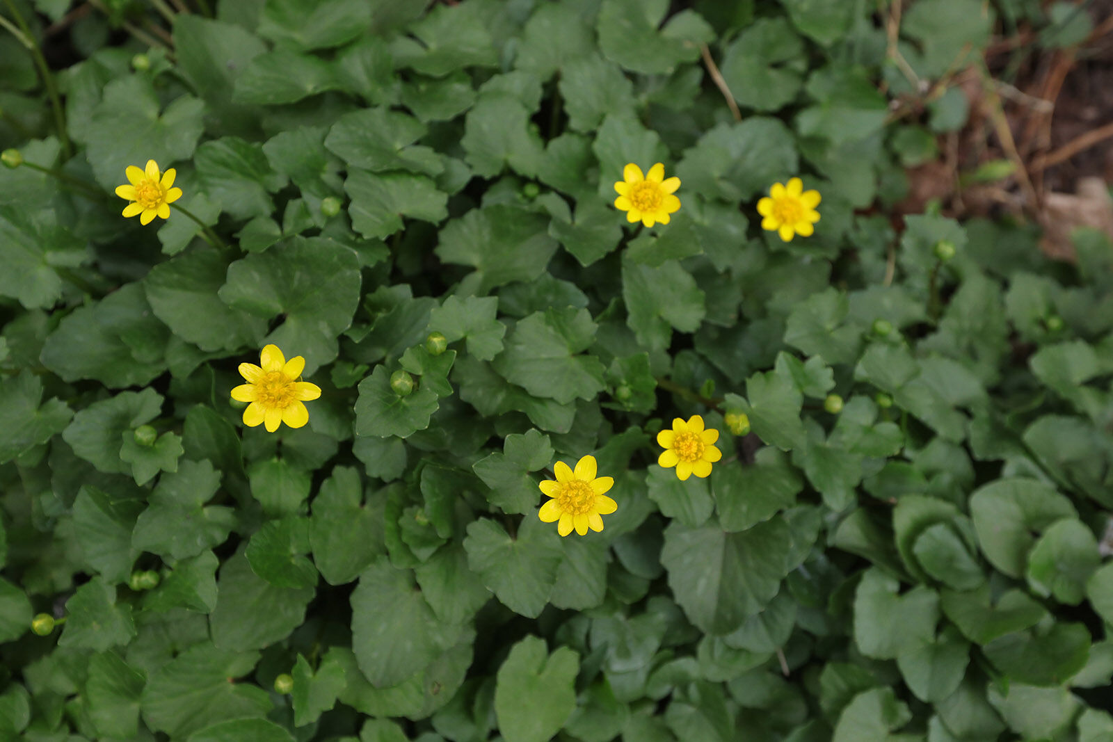 Yellow 2024 flower weed