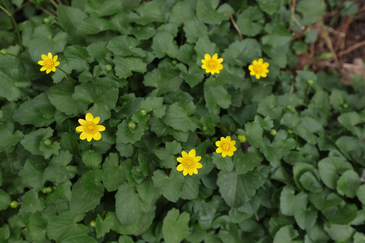 sally cunningham: invasive weed lesser celandine looks perky but