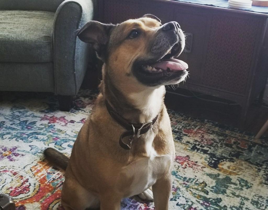 our favorite national mutt day photos