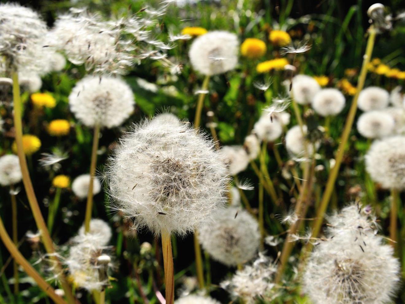 For Some Summertime Is The Season For Sneezin Columnists Buffalonews Com For Some Summertime Is The Season For Sneezin Columnists Buffalonews Com