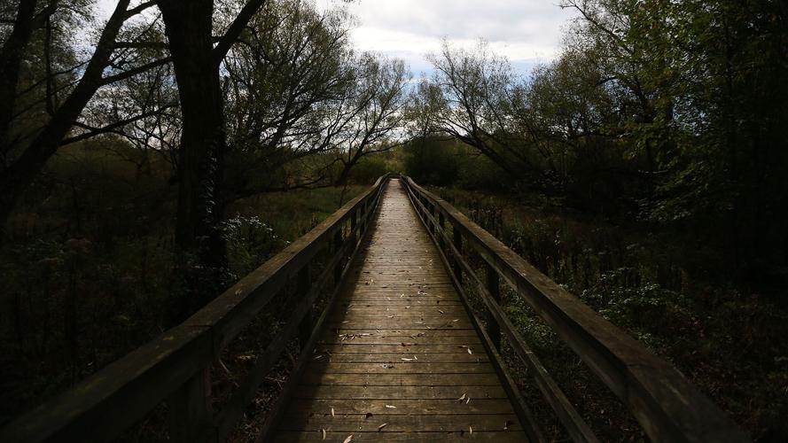 are dogs allowed at birdsong nature trails orchard park