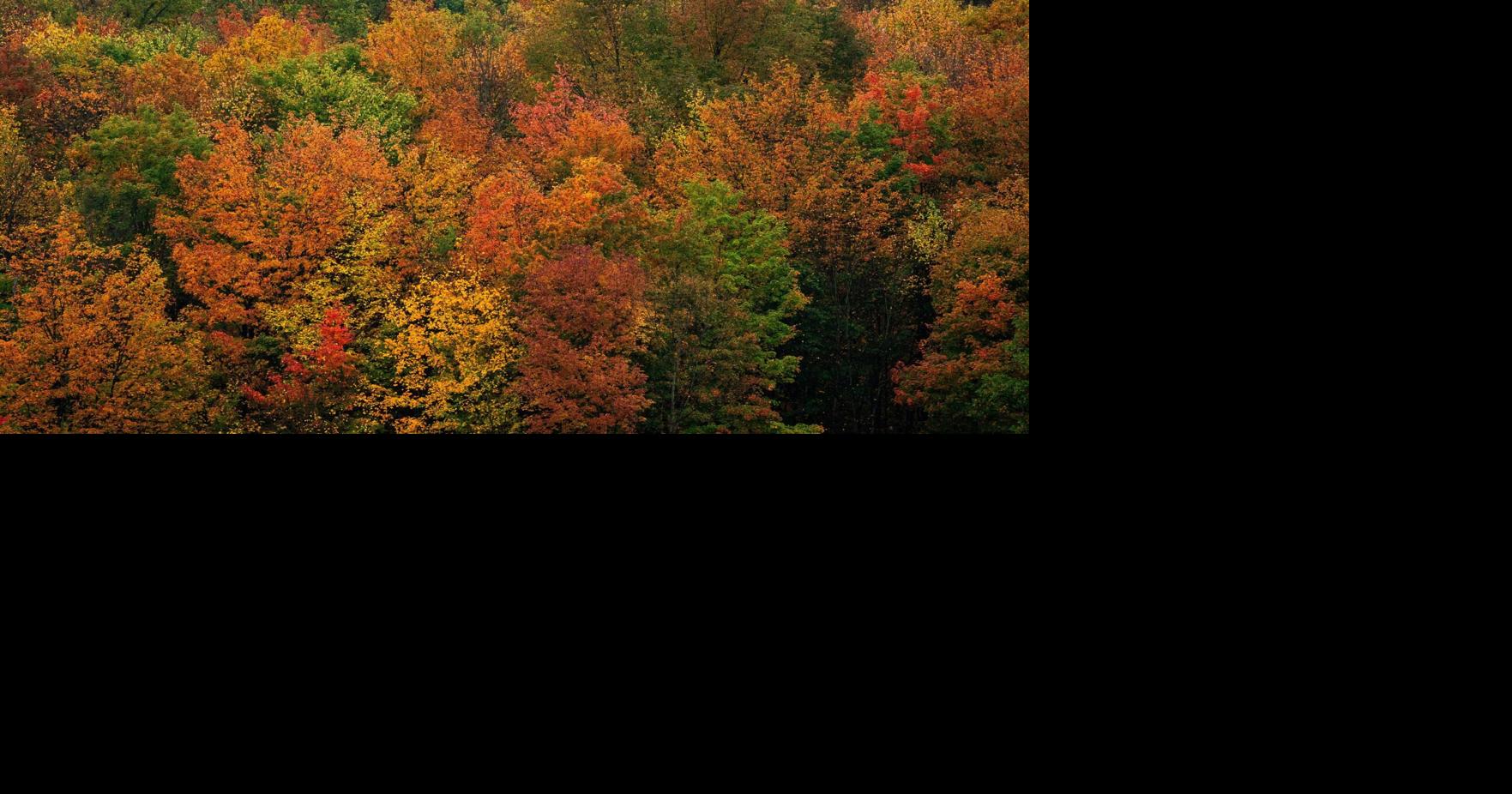 Drought Watch Declared as Fall Foliage Dims in NY