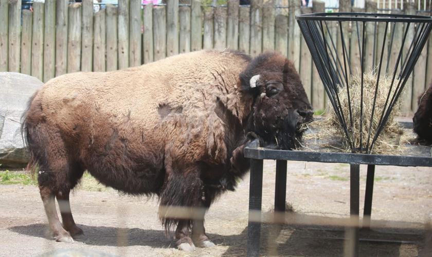 It's Bison, Not Buffalo. And Other American Bison Facts  Smithsonian's  National Zoo and Conservation Biology Institute