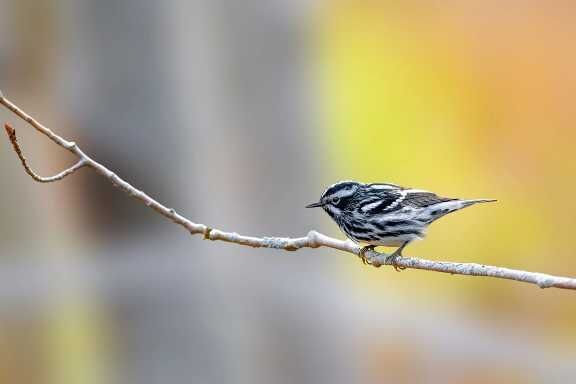 Canadian wildfire smoke linked to fewer bird sightings in New York State