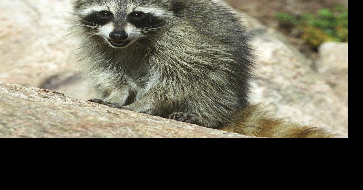 Another raccoon in Niagara County tests positive for rabies