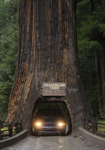 Save the Redwoods League and the San Francisco Giants Celebrate