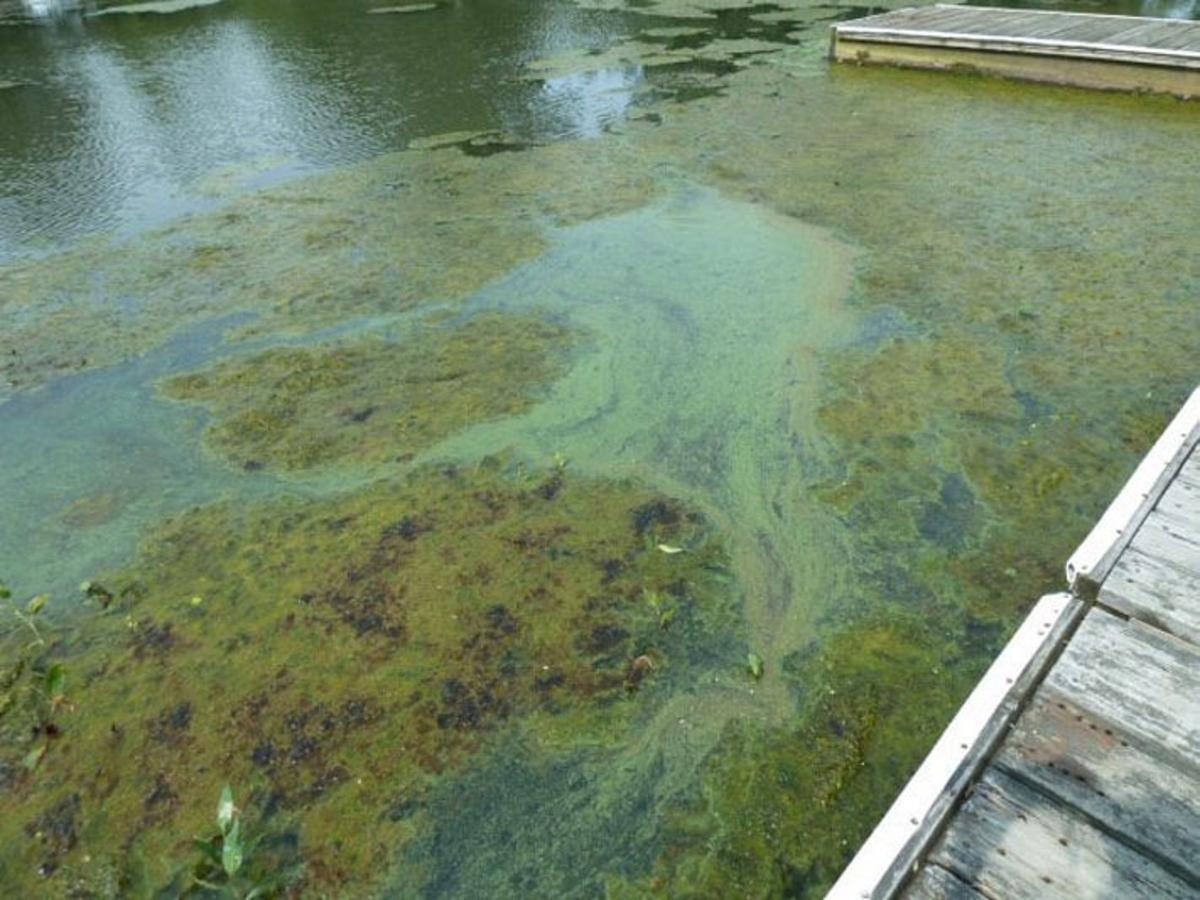 Algae-Bloom-1