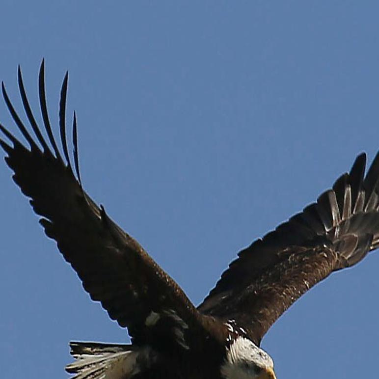 Bald eagle recovery in WNY hit record-breaking success | News | buffalonews.com