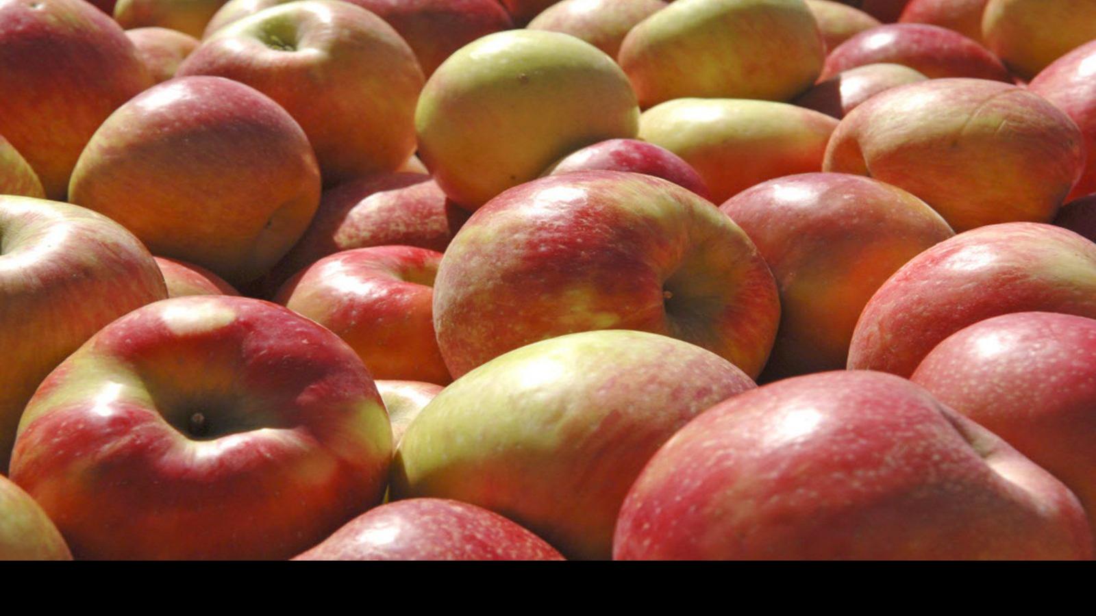 12 Great Spots To Go Apple Picking Entertainment Buffalonews Com