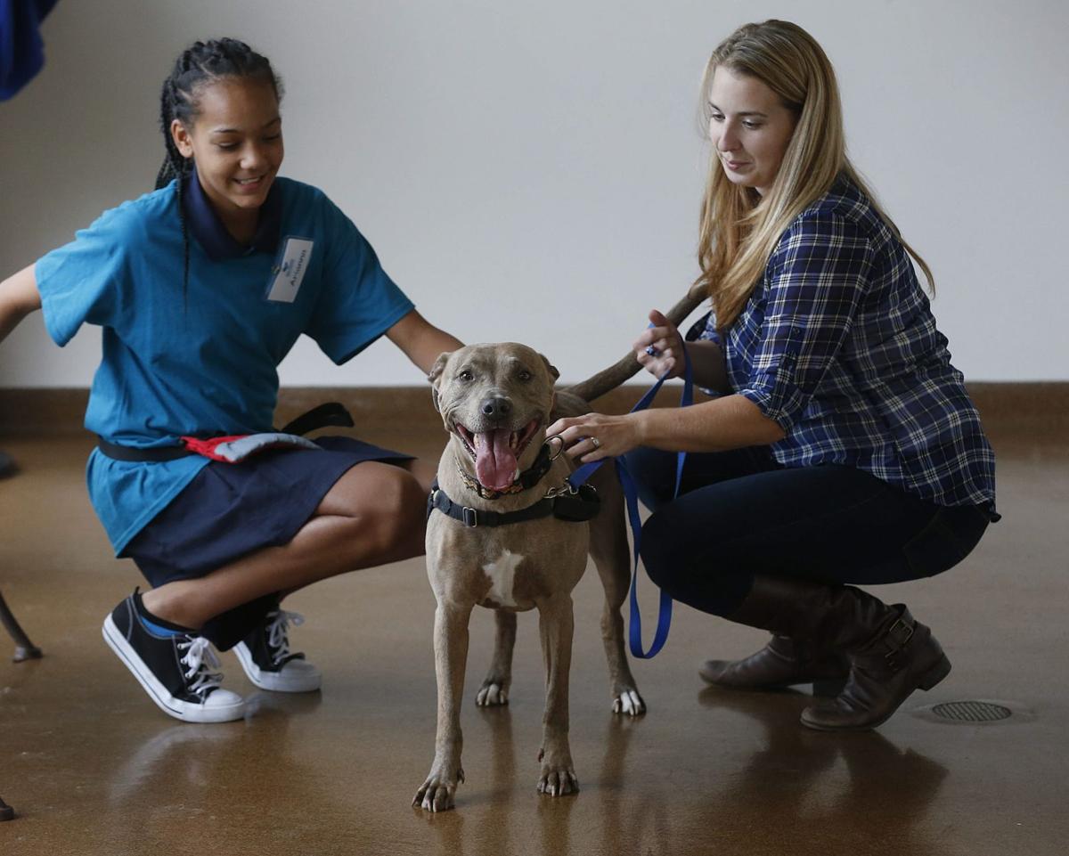 spate of pit bull attacks puts the