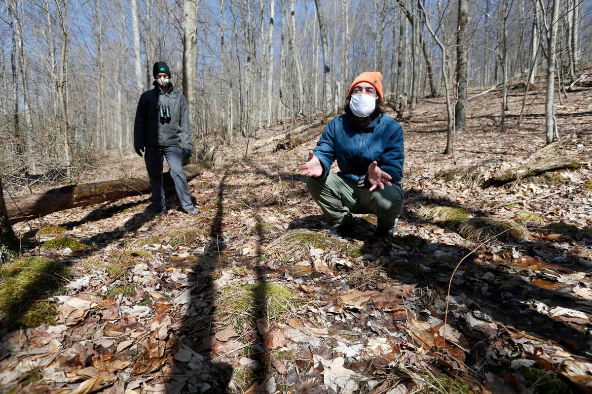 Allegany Wildlands