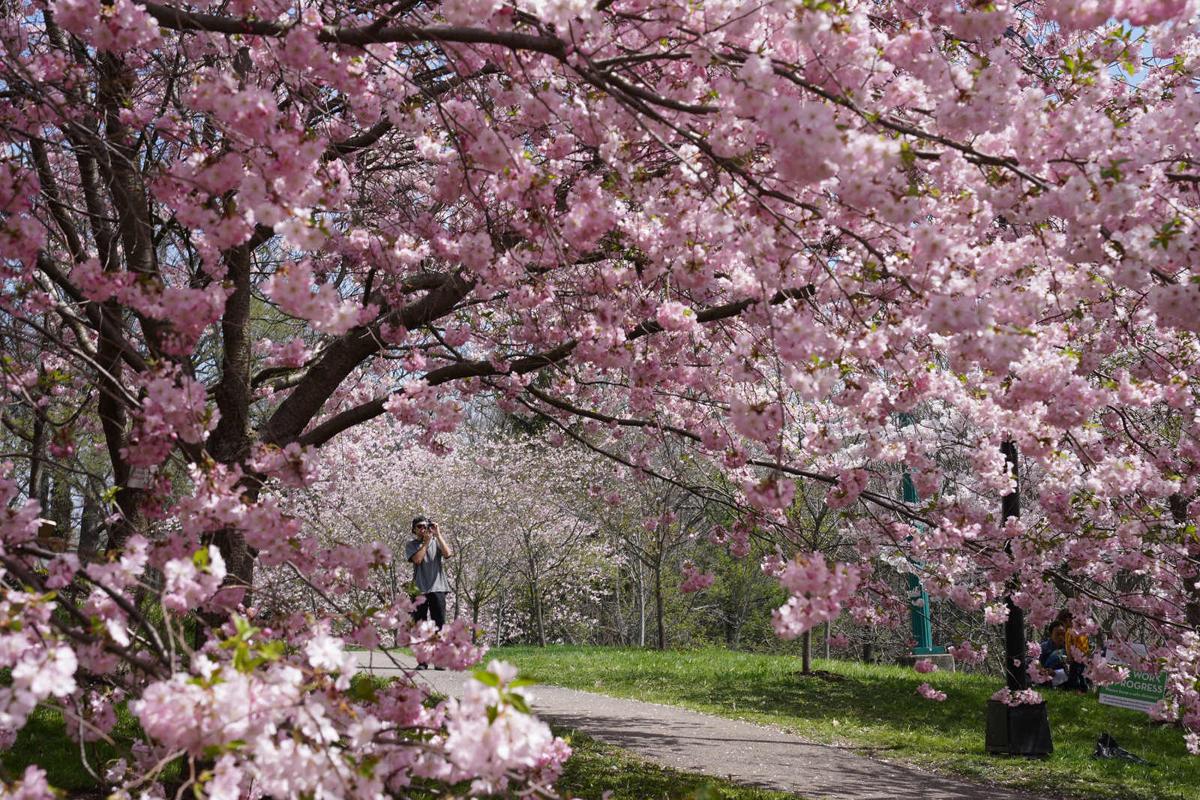 Japan Cherry Blossom Festival 2018: Where and When to Visit